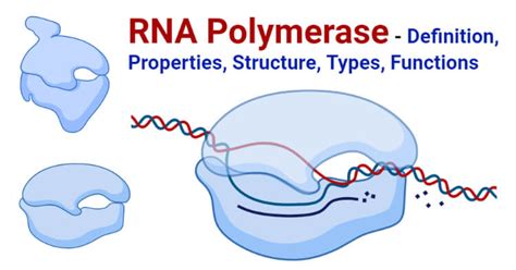 Rna Polymerase In Prokaryotes