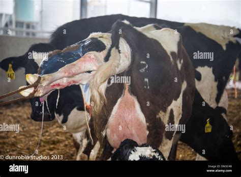 young black and white heifer cow calving having a baby cow - shows ...