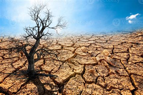 los árboles mueren en una tierra estéril a causa del calentamiento global. 7643647 Foto de stock ...