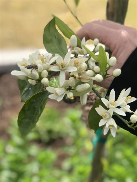 Citrus Trees in Bloom - Junior Master Gardener