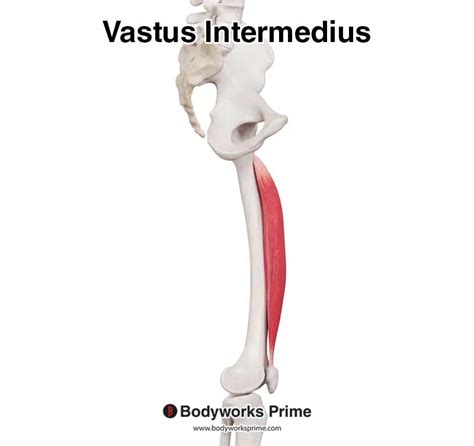 Vastus Intermedius Muscle Anatomy - Bodyworks Prime