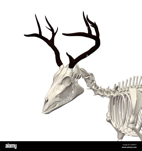 deer anatomy skeleton Stock Photo - Alamy