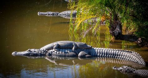 Attractions in North Myrtle Beach | Barefoot Landing