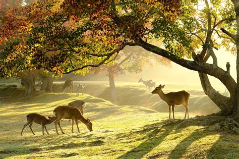 奈良公園 Nara Park | Nara, Japan, Japan travel