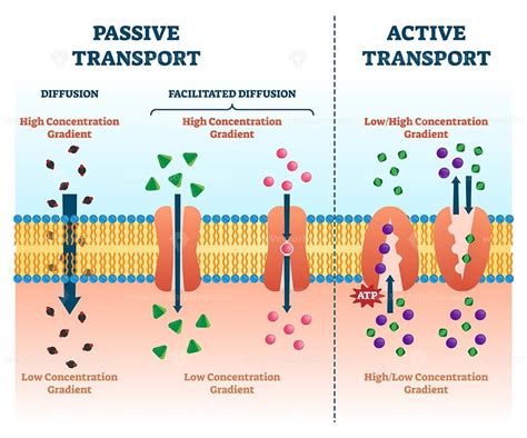 Active passive transport vector illustration - VectorMine