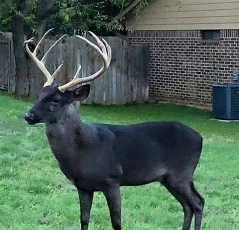 Melanistic Deer, the Odds on Encountering This Rare Color Phase | Whitetail deer pictures, Black ...