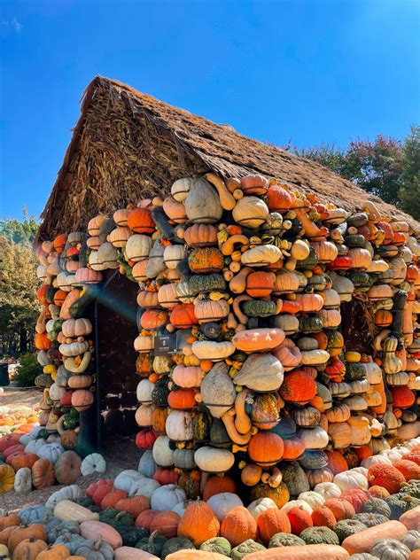 Dallas Arboretum Pumpkin Village 2022 - The Rose Table