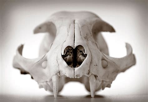 Robin Loznak Photography: Animal skulls with seamless background