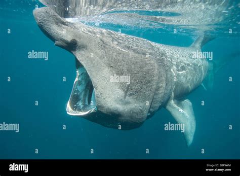 Basking shark feeding of the Cornish Coastline Cornwall UK Stock Photo ...