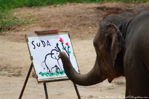 An elephant painting a picture in Chiang Mai, Thailand | Travel Photo | The Road to Anywhere