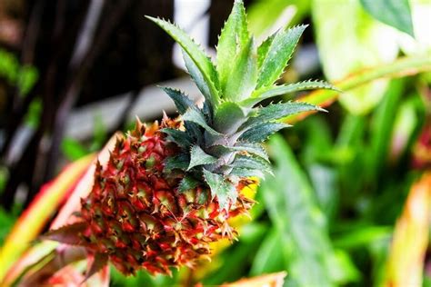 Pineapple Plant Care at Home: Your Complete Guide - Petal Republic