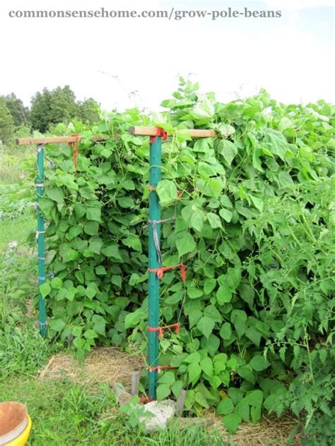 Grow Pole Beans with This Easy Trellis System