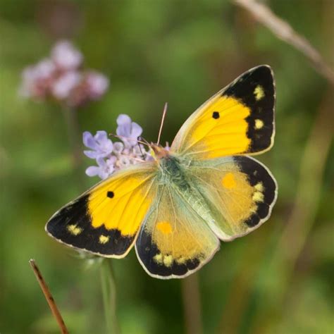 Pin by ANNAELLA on NATURE | Butterfly photos, Butterfly pictures, Yellow butterfly