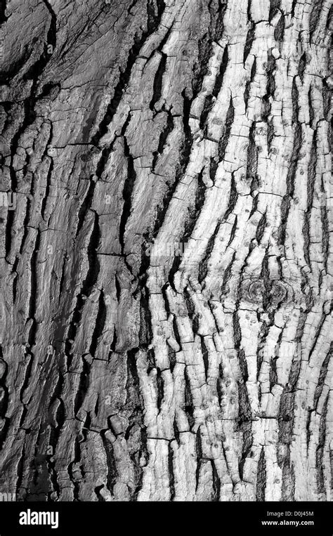 Walnut tree bark hi-res stock photography and images - Alamy