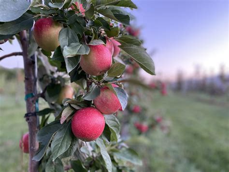 2020.9.3 Taken Pine Tree Orchard Apples on tree 2 | Minnesota Grown