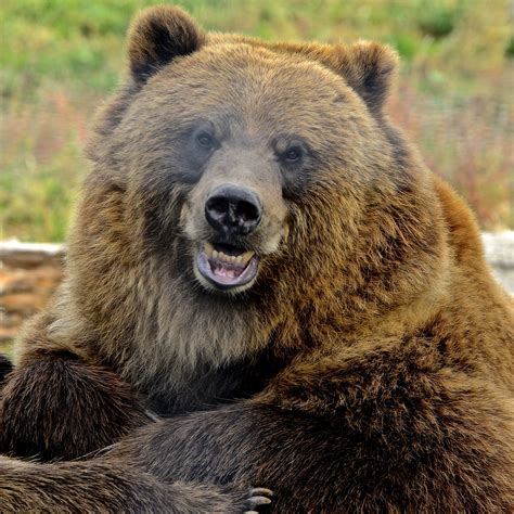 I Eat You - Jack Borno Photo | Ursos, Animais