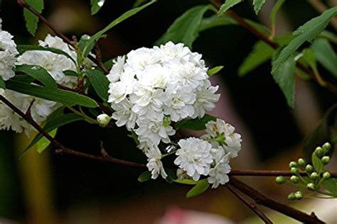 Snowball Bush Varieties | Hunker