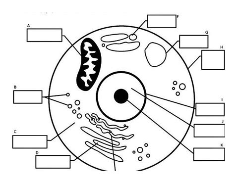 Human Cell Quiz