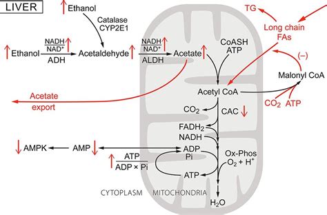 29.10: Ethanol metabolism- The good, the bad, and the ugly - Biology ...