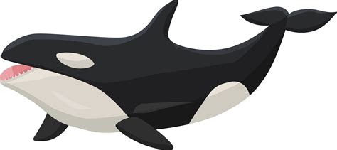 Transparent Orca Clipart - Png Download - Full Size Clipart (#202816) - PinClipart