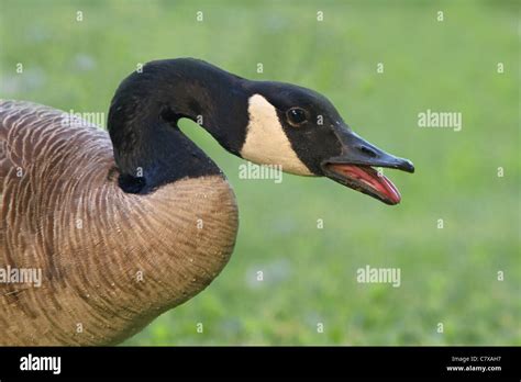 Honking Canada Goose Stock Photo - Alamy