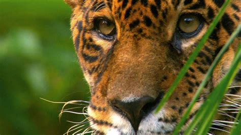 Wild Amazon HD - National Geographic Documentary - YouTube