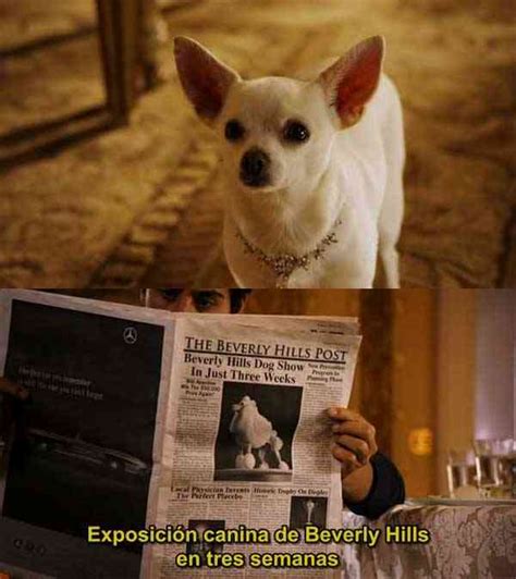 Beverly Hills Chihuahua Quotes. QuotesGram