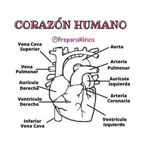 Imagenes Del Corazon Y Sus Partes Para Colorear | Porn Sex Picture