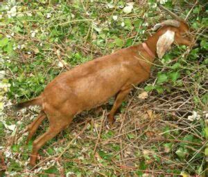 Spanish Goat: Origin, Characteristics, Uses