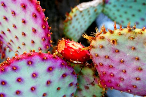 Cactus Wallpapers, Pictures, Images