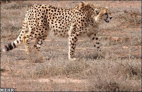 Asiatic Cheetah - International Society for Endangered Cats (ISEC) Canada