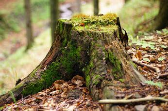 What Happens To The Roots After My Tree Is Cut Down - BUFFALO STUMP REMOVAL