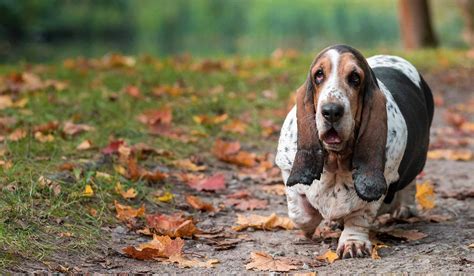 How to Train Your Basset Hound Dog to Walk With You | Wag!