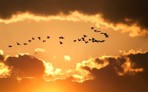 Nature Sky Birds Flying wallpaper | 2560x1600 | #13840