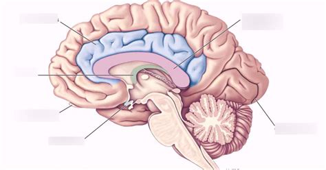 forebrain structures- medial surface Diagram | Quizlet