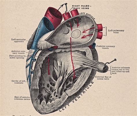 Vintage Heart Diagram by HauntingVisionsStock on DeviantArt