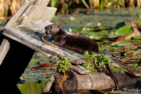 AN OTTERLY DELICIOUS BREAKFAST! – Good Morning Gloucester