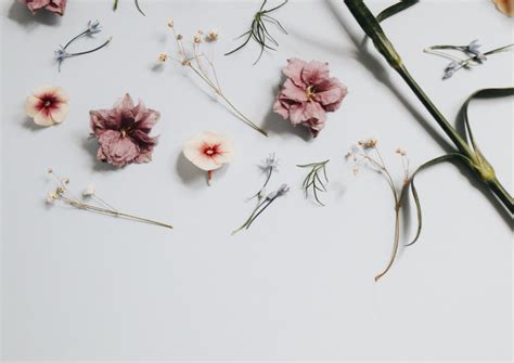 Minimalist Floral Laptop Wallpapers - Wallpaper Cave | Floral artwork, Flower images, Flat lay ...