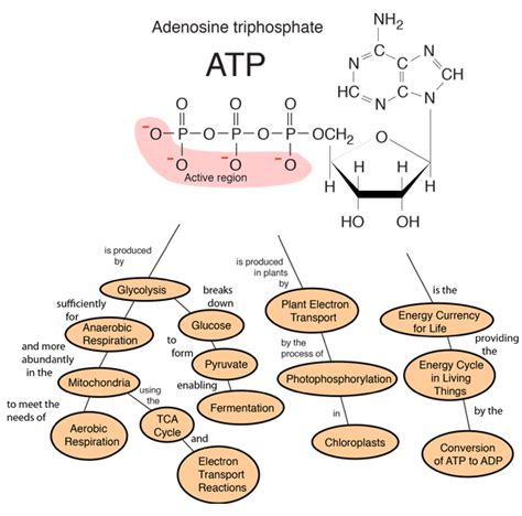 Adenosine Triphosphate