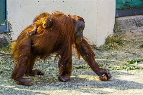 Bornean Orangutan And Infant Critically Endangered In Indonesia Photo ...