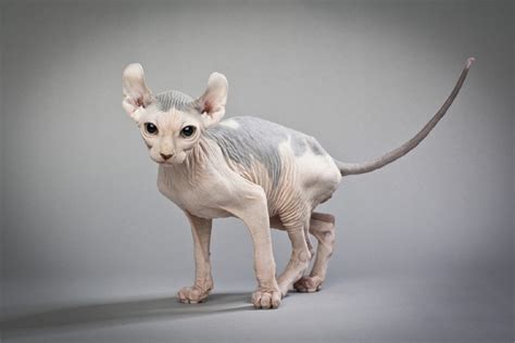 10 Ugly Cat Breeds (With Pictures) | Hepper