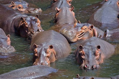 Hippo Poop May Sound Gross, But Kenya’s Mara River Needs It