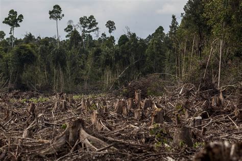 [DIAGRAM] Rainforest Ecosystem Diagram Affected By Deforestation ...