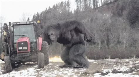 Bigfoot GIF - Bigfoot Sasquatch - Discover & Share GIFs