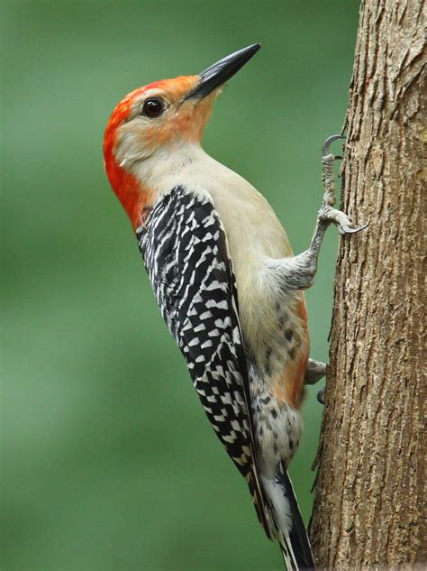 Red-bellied Woodpecker (Birds of Overton Park's Old Forest, Memphis, TN ...