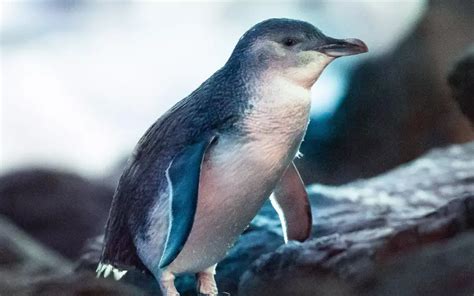 Little Penguin: History, Facts, Size, Habitat, Classification & Much More - Animals Name