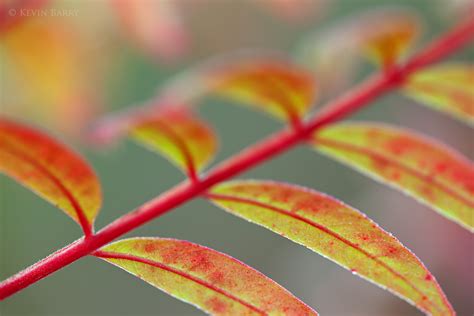 Winged Sumac | Everglades National Park, Florida | Kevin Barry Photography