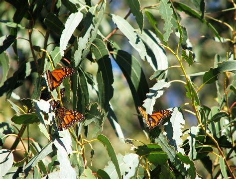 Doug's photo site: Pismo State Beach Monarch Butterfly Grove