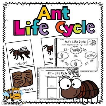 Ant Life Cycle by The Learning Beezzz | Teachers Pay Teachers