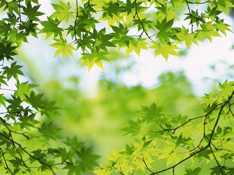 Green leaves - Green Wallpaper (22176085) - Fanpop